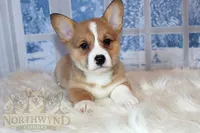 Oliver, a male Pembroke Welsh Corgi for sale in Hubbard, MN – Photo 2 of 10