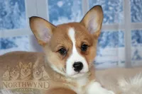 Oliver, a male Pembroke Welsh Corgi for sale in Hubbard, MN – Photo 6 of 10