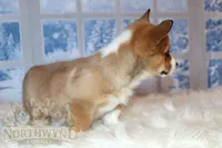 Oliver, a male Pembroke Welsh Corgi for sale in Hubbard, MN – Photo 4 of 10