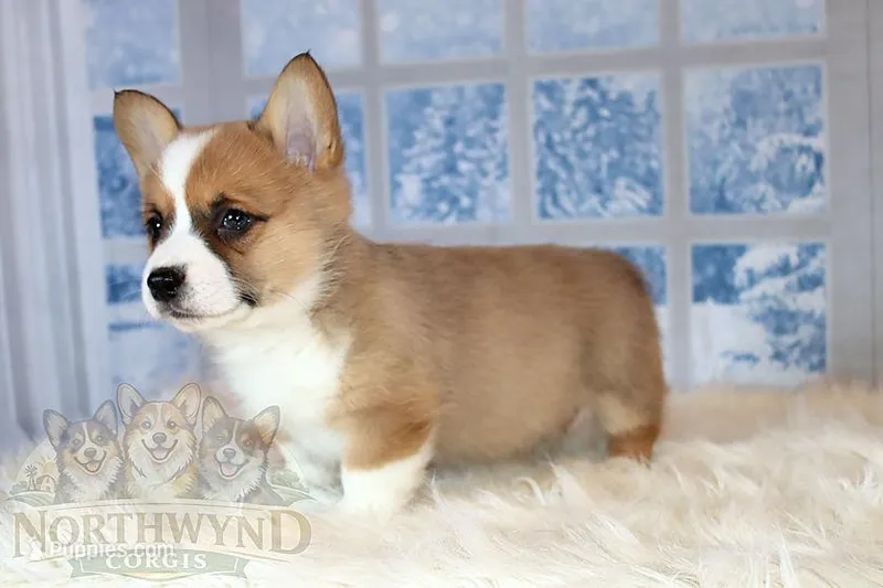 Henry – Pembroke Welsh Corgi puppy for sale in Hubbard, MN