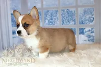 Henry, a male Pembroke Welsh Corgi for sale in Hubbard, MN – Photo 1 of 8