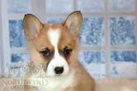 Henry, a male Pembroke Welsh Corgi for sale in Hubbard, MN – Photo 2 of 8