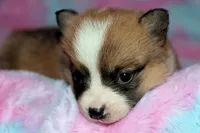 Henry, a male Pembroke Welsh Corgi for sale in Hubbard, MN – Photo 8 of 8