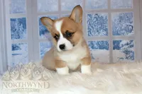 Henry, a male Pembroke Welsh Corgi for sale in Hubbard, MN – Photo 5 of 8