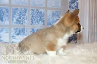 Henry, a male Pembroke Welsh Corgi for sale in Hubbard, MN – Photo 6 of 8