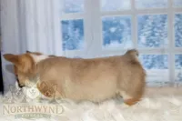 Henry, a male Pembroke Welsh Corgi for sale in Hubbard, MN – Photo 4 of 8