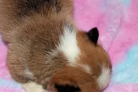 Henry, a male Pembroke Welsh Corgi for sale in Hubbard, MN – Photo 7 of 8