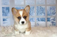 Henry, a male Pembroke Welsh Corgi for sale in Hubbard, MN – Photo 3 of 8