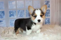 Stuart, a male Pembroke Welsh Corgi for sale in Hubbard, MN – Photo 6 of 10