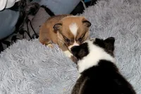 Stuart, a male Pembroke Welsh Corgi for sale in Hubbard, MN – Photo 8 of 10