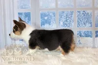 Stuart, a male Pembroke Welsh Corgi for sale in Hubbard, MN – Photo 7 of 10