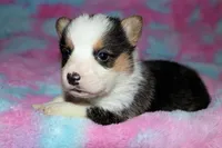 Stuart, a male Pembroke Welsh Corgi for sale in Hubbard, MN – Photo 10 of 10