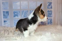Stuart, a male Pembroke Welsh Corgi for sale in Hubbard, MN – Photo 4 of 10