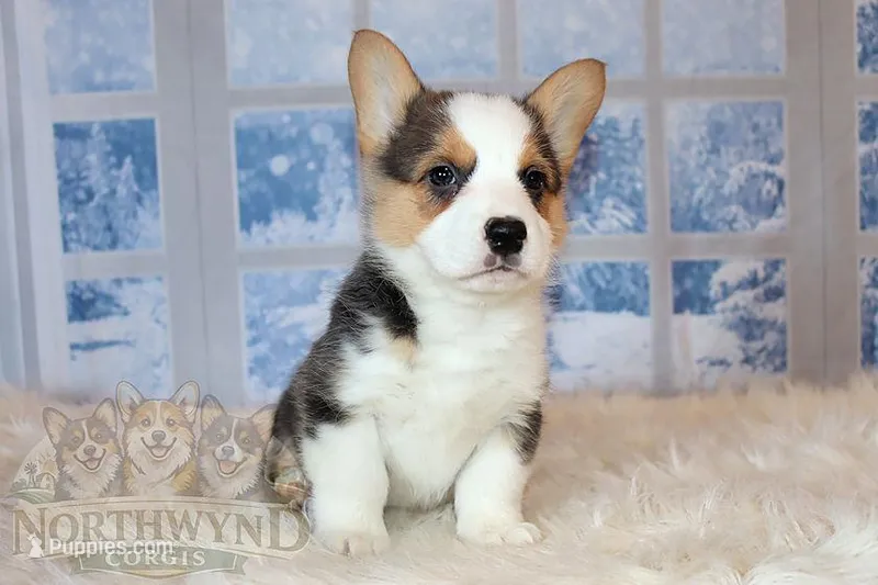 Stuart – Pembroke Welsh Corgi puppy for sale in Hubbard, MN