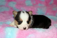 Stuart, a male Pembroke Welsh Corgi for sale in Hubbard, MN – Photo 9 of 10