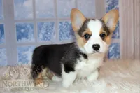 Stuart, a male Pembroke Welsh Corgi for sale in Hubbard, MN – Photo 3 of 10