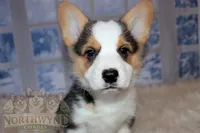 Stuart, a male Pembroke Welsh Corgi for sale in Hubbard, MN – Photo 5 of 10