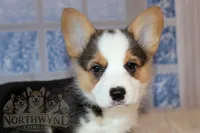 Stuart, a male Pembroke Welsh Corgi for sale in Hubbard, MN – Photo 2 of 10