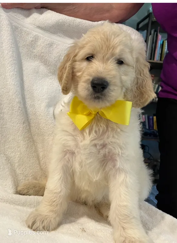 Yellow – Goldendoodle puppy for sale in Brenham, TX