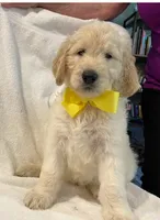 Yellow, a male Goldendoodle for sale in Brenham, TX – 1 of 2