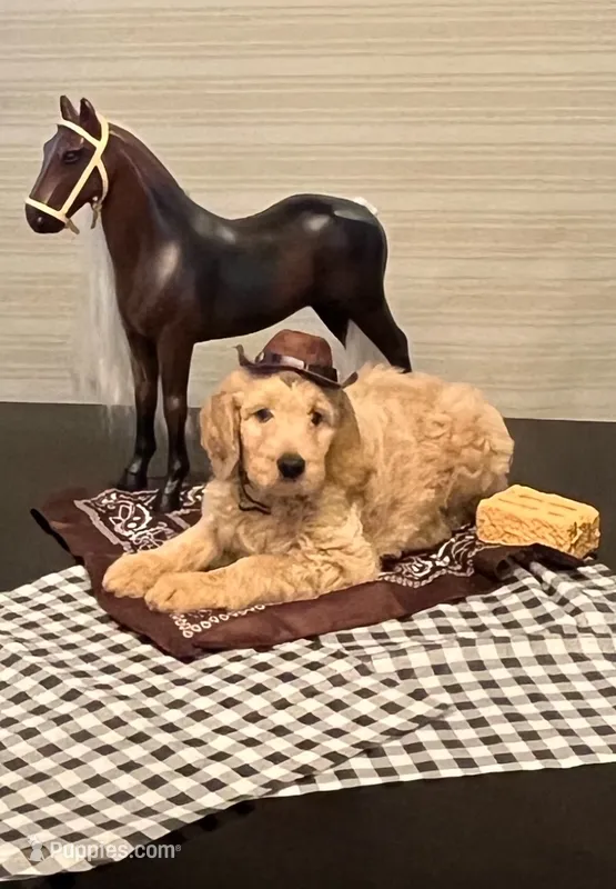Black Tie – Goldendoodle puppy for sale in Brenham, TX