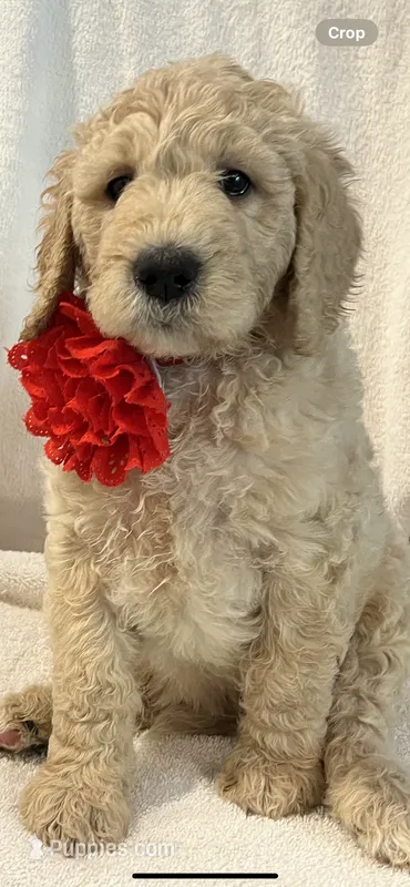 Red – Goldendoodle puppy for sale in Brenham, TX