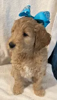 Blue, a female Goldendoodle for sale in Brenham, TX – 1 of 2