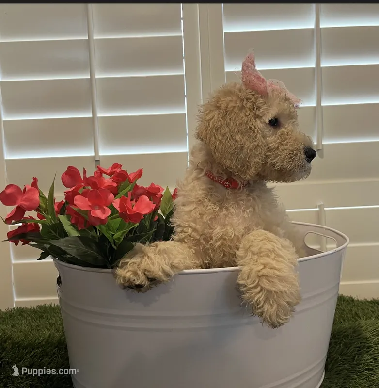 Red – Goldendoodle puppy for sale in Brenham, TX