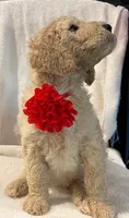 Red, a female Goldendoodle for sale in Brenham, TX – 3 of 3