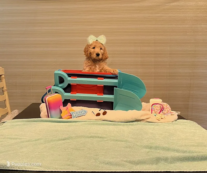 Blue – Goldendoodle puppy for sale in Brenham, TX