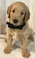 Black Tie, a male Goldendoodle for sale in Brenham, TX – 2 of 2