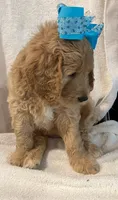 Blue, a female Goldendoodle for sale in Brenham, TX – 2 of 2