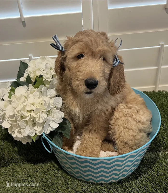 Blue  – Goldendoodle puppy for sale in Brenham, TX
