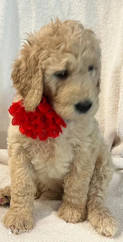 Red – Goldendoodle puppy for sale in Brenham, TX