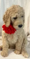 Red, a female Goldendoodle for sale in Brenham, TX – 2 of 3