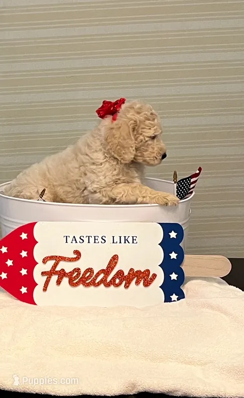 Red – Goldendoodle puppy for sale in Brenham, TX