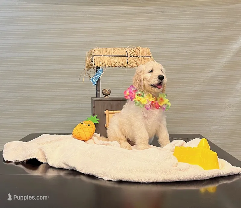 Yellow – Goldendoodle puppy for sale in Brenham, TX