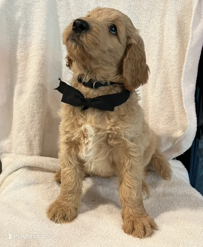 Black Tie – Goldendoodle puppy for sale in Brenham, TX
