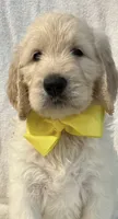 Yellow, a male Goldendoodle for sale in Brenham, TX – 2 of 2