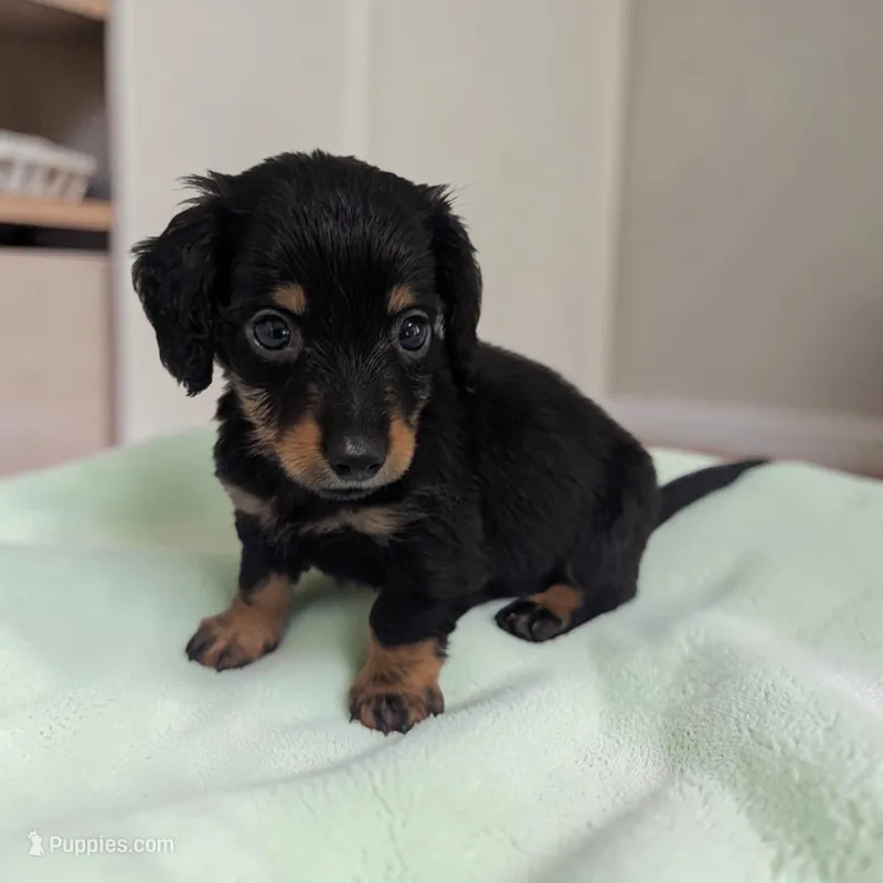 Oreo – Miniature Dachshund puppy for sale in Dundee, OH