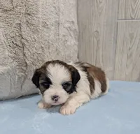 Ripley, a male Shihpoo for sale in Dundee, OH – Photo 3 of 4