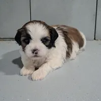 Ripley, a male Shihpoo for sale in Dundee, OH – Photo 1 of 4