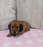 Penny, a female Miniature Dachshund for sale in Dundee, OH – 3 of 5