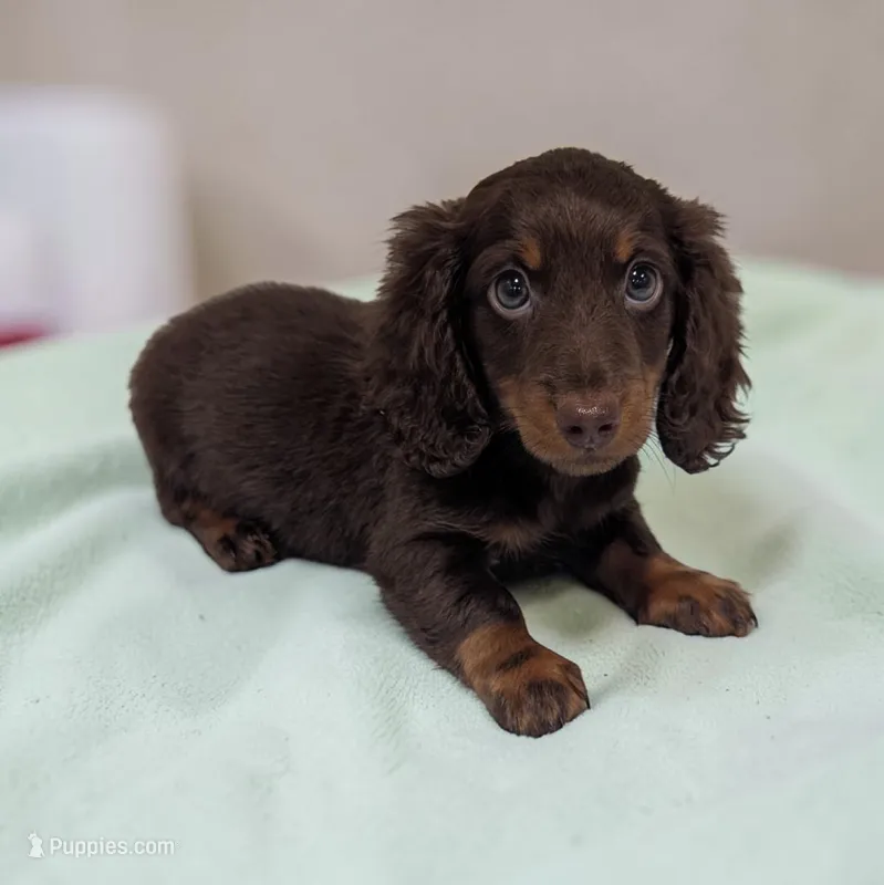 Lincoln – Miniature Dachshund puppy for sale in Dundee, OH