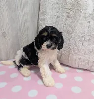 Clover, a female Cavapoo for sale in Dundee, OH – 4 of 6