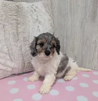 Callie, a female Cavapoo for sale in Dundee, OH – 4 of 6