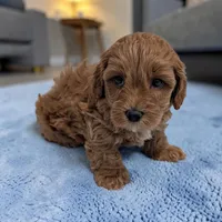 Lincoln, a male Cavapoo for sale in Dundee, OH – 2 of 4