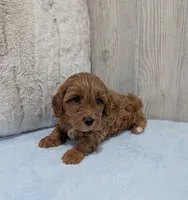 Lincoln, a male Cavapoo for sale in Dundee, OH – 3 of 4