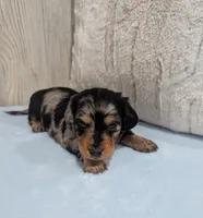 Shadow , a male Miniature Dachshund for sale in Dundee, OH – 3 of 4