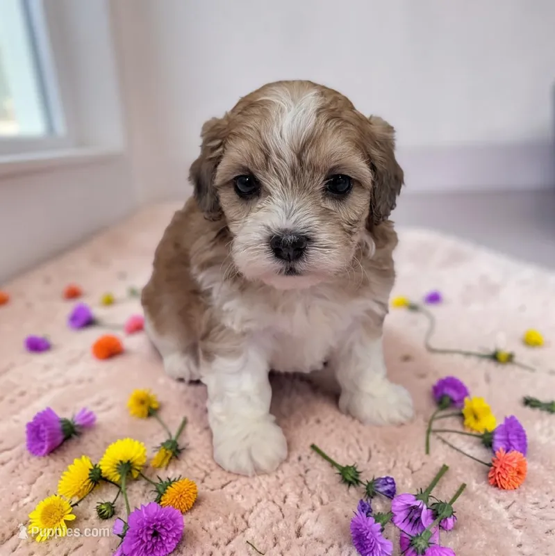 Tessa – Shihpoo puppy for sale in Dundee, OH